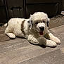 puppy, dog, fluffy, white, brown, tongue_out, lying_down, floor, wooden_floor, indoor, pet, cute, young_dog, canine, domestic_animal, fur, relaxed, home, couch, animal