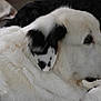 Daisy joined the competition — help win amazing prizes! dog, large_dog, white_fur, black_patches, side_profile, indoor, resting, fluffy, pet, animal, cozy, blanket, fur, close_up, calm, gentle, mammal, companion, domestic_animal, laying_down