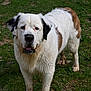 Daisy joined the competition — help win amazing prizes! dog, outdoor, grass, muddy, animal, pet, white_fur, brown_spots, wet_fur, canine, portrait, mammal, nature, friendly, large_dog, looking_at_camera, ears, nose, tongue, dirty