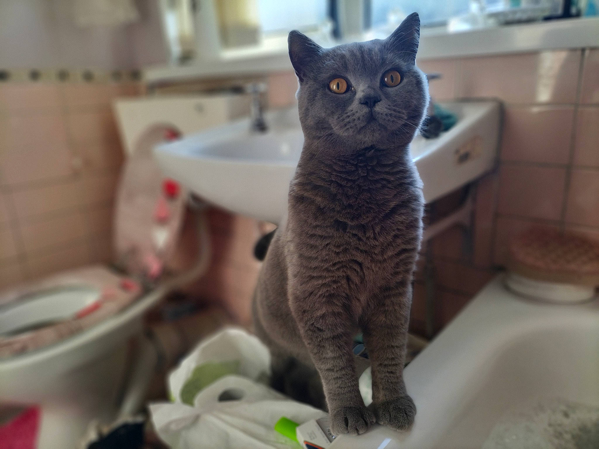 Gucci is registered to the contest to win money with this photo: animal_feed, cabinetry, carnivore, cat, cat_supply, dishware, domestic_short_haired_cat, felidae, fur, grey, pet_food, pet_supply, porcelain, room, serveware, shelf, small_to_medium_sized_cats, snout, whiskers, window
