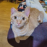 Roady joined the competition — help win amazing prizes! animal, armrest, cat, closeup, couch, curious, cute, domestic_animal, ears, eyes, feline, fur, furniture, indoor, looking, orange_tabby, pet, tail, whiskers, wooden_floor