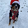 dog, snow, santa_hat, scarf, paw_prints, outdoor, winter, festive, black_fur, brown_fur, white_fur, pet, canine, cold_weather, portrait, sitting, animal, holiday, cute, christmas