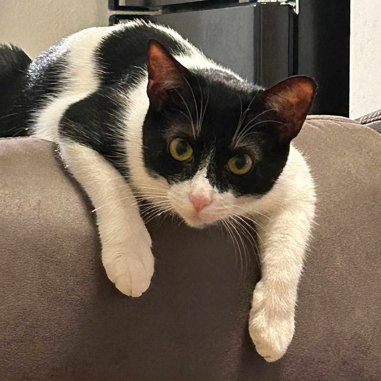 Domino is registered to the contest to win money with this photo: abyssinian, animal, armchair, blackcat, cat, chair, couch, cushion, egyptiancat, furniture, homedecor, kitten, manx, pet, siamese