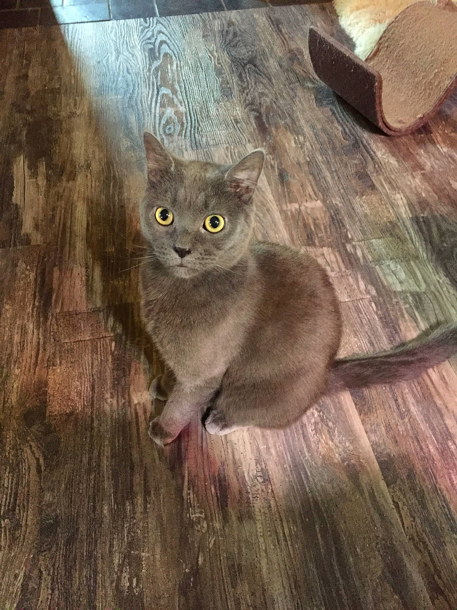 Mr Darcy is registered to the contest to win money with this photo: asian, british_shorthair, burmese, carnivore, cat, chartreux, domestic_short_haired_cat, felidae, floor, flooring, hardwood, korat, mammal, nebelung, russian_blue, small_to_medium_sized_cats, tree, whiskers, wood, wood_flooring