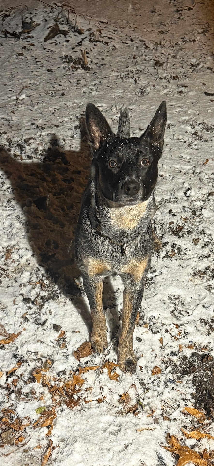 Remi is registered to the contest to win money with this photo: dog, snow, outdoor, animal, pet, winter, leaf, nature, canine, fur, alert, standing, black, gray, collar, night, shadow, ground, ears, eyes