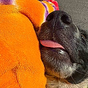 Remi joined the competition — help win amazing prizes! dog, snout, tongue, close_up, orange_fabric, texture, sleeping, resting, cozy, pet, animal, fur, whiskers, black_nose, cute, relaxation, indoor, soft, tongue_out, companion