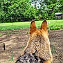 Roxy Owens is registered to the contest to win money with this photo: back_view, canine, daytime, dog, ears, fence, fur, garden, german_shepherd, grass, greenery, nature, outdoor, pet, plants, rural, soil, trees, watching, yard