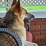 Roxy Owens joined the competition — help win amazing prizes! animal, brick_wall, canine, daylight, dog, domestic_dog, fur, german_shepherd, green_grass, lattice_fence, mammal, mouth_open, outdoor, pet, porch, relaxed, seated, side_view, watching, wicker_chair