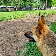 Roxy Owens joined the competition — help win amazing prizes! animal, canine, daylight, dog, fence, garden, german_shepherd, grass, greenery, house, nature, outdoor, pet, plants, soil, suburban, summer, trees, vehicle, yard
