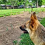 animal, canine, daylight, dog, fence, garden, german_shepherd, grass, greenery, house, nature, outdoor, pet, plants, soil, suburban, summer, trees, vehicle, yard