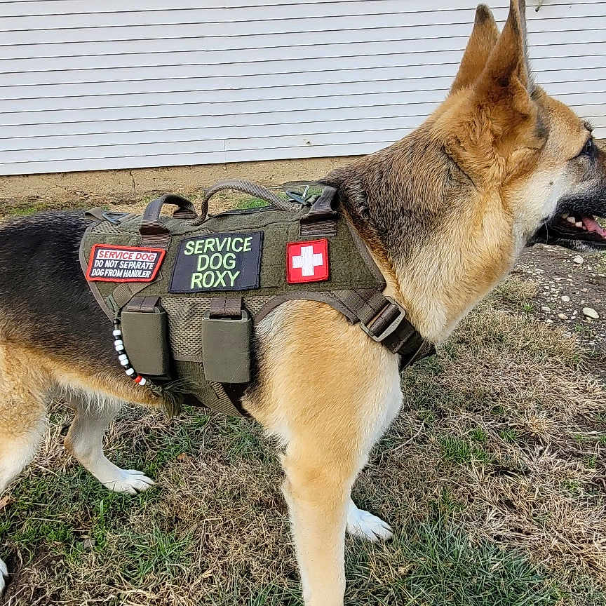 Roxy Owens is registered to the contest to win money with this photo: alert, animal, building, canine, cone, daylight, dog, fence, german_shepherd, grass, muzzle, nature, outdoor, patches, pet, service_dog, side_view, tactical_vest, working_dog, yard