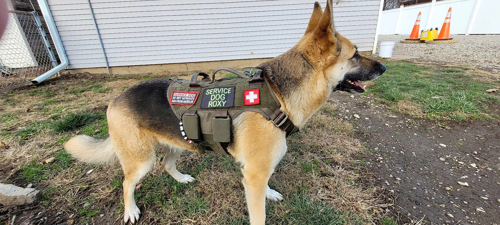 Roxy Owens is registered to the contest to win money with this photo: alert, animal, building, canine, cone, daylight, dog, fence, german_shepherd, grass, muzzle, nature, outdoor, patches, pet, service_dog, side_view, tactical_vest, working_dog, yard
