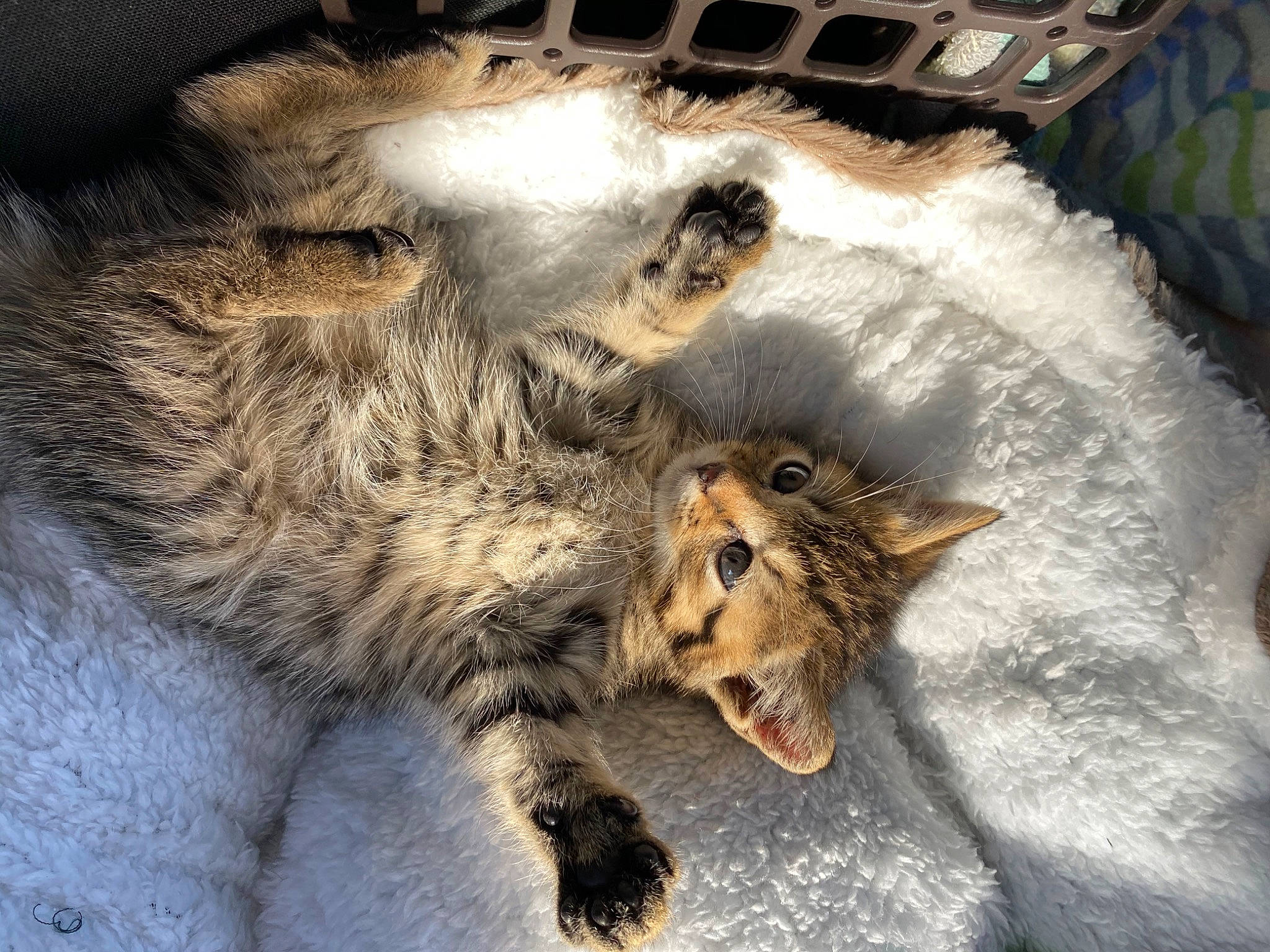 Haku a rejoint le concours — aidez-le/la à gagner de superbes lots ! big_cats, british_longhair, carnivore, cat, claw, comfort, companion_dog, domestic_short_haired_cat, fang, fawn, felidae, fur, lion, paw, small_to_medium_sized_cats, snout, tail, terrestrial_animal, whiskers, wildlife