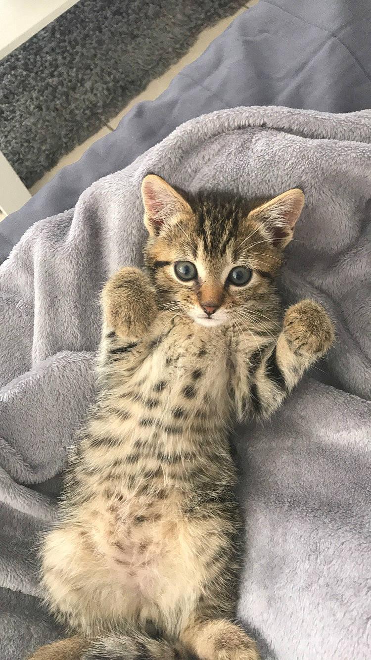 Haku participe au concours pour gagner de l'argent avec cette photo : carnivore, cat, claw, domestic_short_haired_cat, eye, felidae, fur, paw, sitting, small_to_medium_sized_cats, snout, terrestrial_animal, whiskers, wildlife