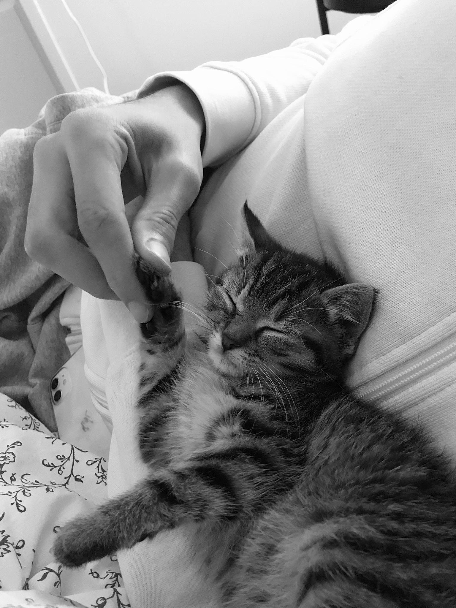 Haku a rejoint le concours — aidez-le/la à gagner de superbes lots ! bed, black_and_white, carnivore, cat, comfort, elbow, eye, eyelash, felidae, gesture, hairstyle, human_leg, monochrome, monochrome_photography, small_to_medium_sized_cats, snout, style, textile, whiskers, white