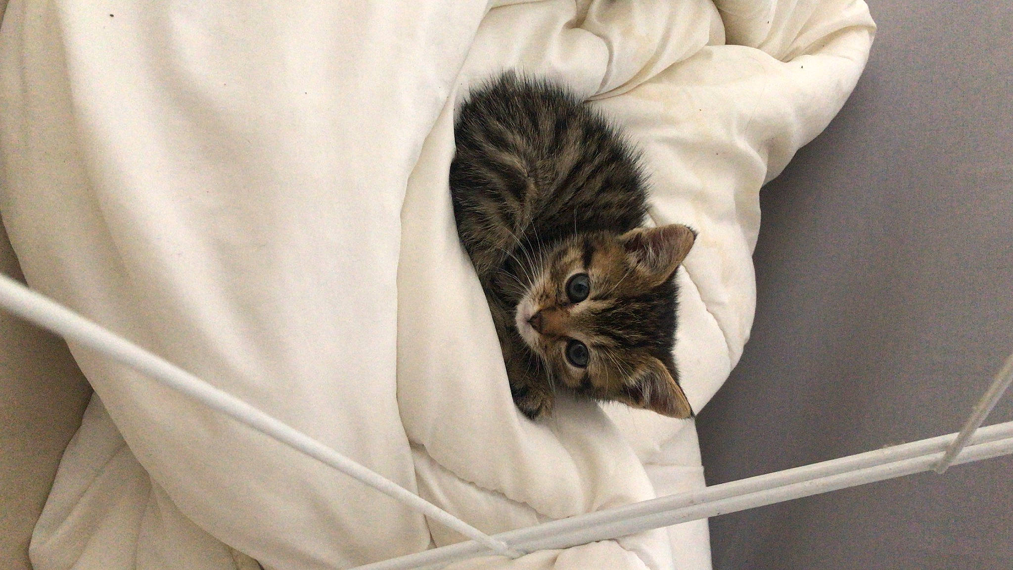 Haku a rejoint le concours — aidez-le/la à gagner de superbes lots ! bed, carnivore, cat, claw, comfort, domestic_short_haired_cat, duvet, fawn, felidae, fur, grey, linens, nap, paw, small_to_medium_sized_cats, snout, tail, textile, whiskers, wood