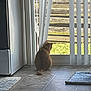 Trashy is registered to the contest to win money with this photo: animal, backyard, cat, curtain, domestic, feline, floor_mat, glass_door, home, indoor, looking_out, orange_tabby, pet, quiet, sitting, still_life, sunlight, tiled_floor, vertical_blinds, window_view