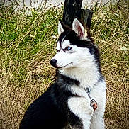 Tanga participe au concours pour gagner de l'argent avec cette photo : alert, animal, black_and_white, blue_eyes, canine, collar, daylight, dog, field, fur, grass, husky, nature, outdoor, pet, profile, puppy, sitting, wildflowers, young_dog