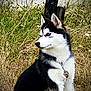 alert, animal, black_and_white, blue_eyes, canine, collar, daylight, dog, field, fur, grass, husky, nature, outdoor, pet, profile, puppy, sitting, wildflowers, young_dog
