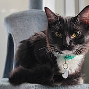 Cassiopeia joined the competition — help win amazing prizes! cat, black_and_white, pet, collar, tag, feline, whiskers, indoor, soft_texture, gray, lounging, close_up, portrait, animal, domestic, fur, yellow_eyes, relaxed, cute, focus