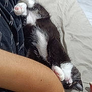 Rose participe au concours pour gagner de l'argent avec cette photo : abyssinian, animal, bed, bedroom, blanket, bodypart, cat, clothing, couch, finger, furniture, hand, indoors, kitten, manx, pants, person, pet, room, sleeping