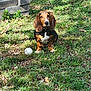 animal, ball, basset_hound, black, brown, concrete_blocks, dog, ears, grass, greenery, leaf, nature, outdoor, pet, playful, puppy, sitting, sunlight, white_markings, young_dog