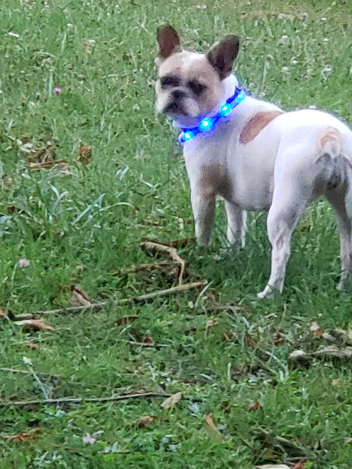 Tina participe au concours pour gagner de l'argent avec cette photo : canidae, carnivore, collar, companion_dog, dog, dog_breed, dog_collar, dog_supply, electric_blue, fawn, grass, groundcover, non_sporting_group, plant, snout, tail, terrestrial_animal, terrier, toy_dog, working_animal