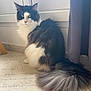 cat, fluffy, black_and_white, sitting, indoor, carpet, tail, curtain, wall, yellow_eyes, pet, feline, domestic_animal, fur, animal, cute, whiskers, looking, resting, house