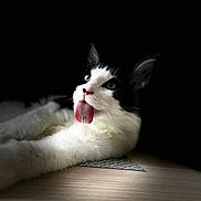 Jack a rejoint le concours — aidez-le/la à gagner de superbes lots ! cat, black_and_white, tongue_out, lying_down, soft_light, dark_background, pet, feline, whiskers, cute, animal, portrait, funny, relaxed, indoor, closeup, fur, muzzle, ears, playful