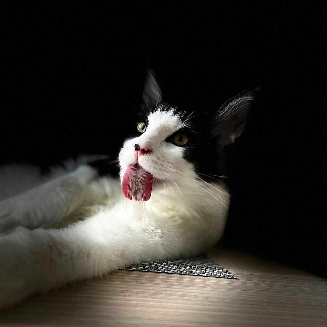 Jack a rejoint le concours — aidez-le/la à gagner de superbes lots ! animal, black_and_white, cat, closeup, cute, dark_background, ears, feline, funny, fur, indoor, lying_down, muzzle, pet, playful, portrait, relaxed, soft_light, tongue_out, whiskers