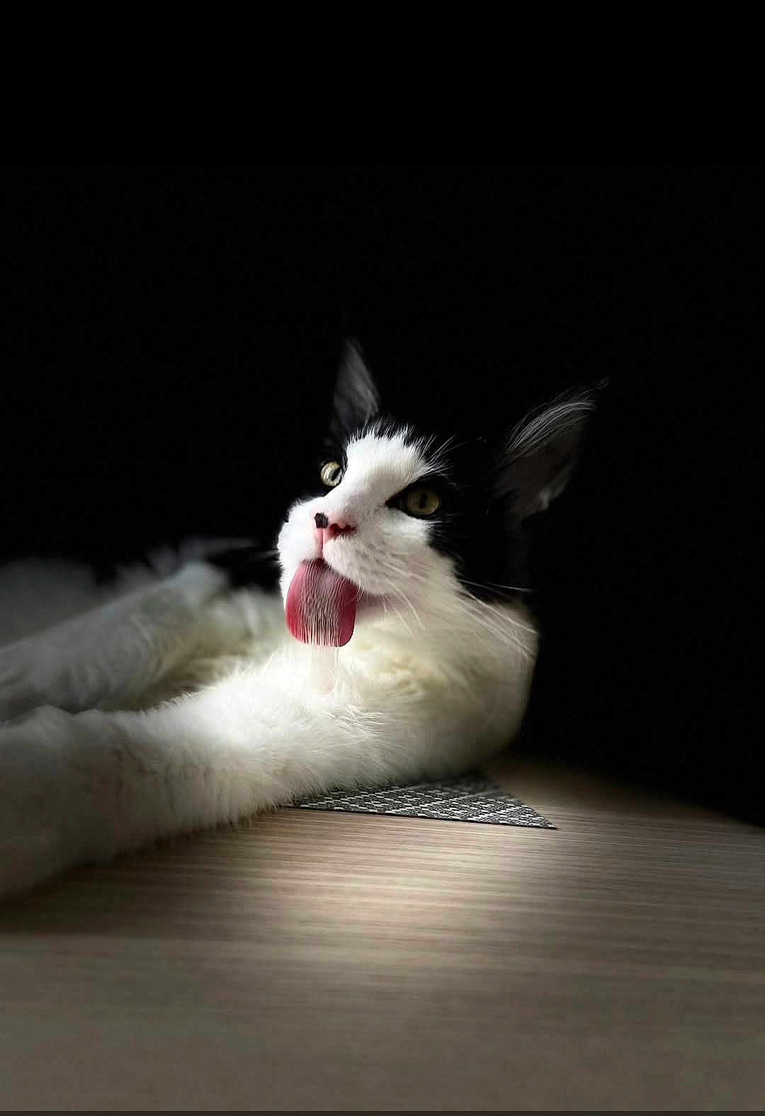 Jack a rejoint le concours — aidez-le/la à gagner de superbes lots ! cat, black_and_white, tongue_out, lying_down, soft_light, dark_background, pet, feline, whiskers, cute, animal, portrait, funny, relaxed, indoor, closeup, fur, muzzle, ears, playful