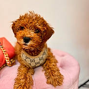 Teddy is registered to the contest to win money with this photo: airedale, animal, canine, cockerspaniel, couch, cushion, dog, furniture, homedecor, pet, poodle, puppy, terrier, whitedog
