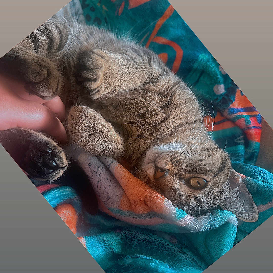Latti is registered to the contest to win money with this photo: animal, blanket, cat, closeup, colorful, comfort, cozy, cute, feline, fur, indoor, pattern, paw, pet, relaxing, resting, sleeping, soft, tabby, whiskers