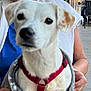 dog, white_dog, pet, harness, blanket, person, outdoor, close_up, animal, canine, sitting, holding, blurred_face, background, chair, clothing, pavement, daylight, resting, companion