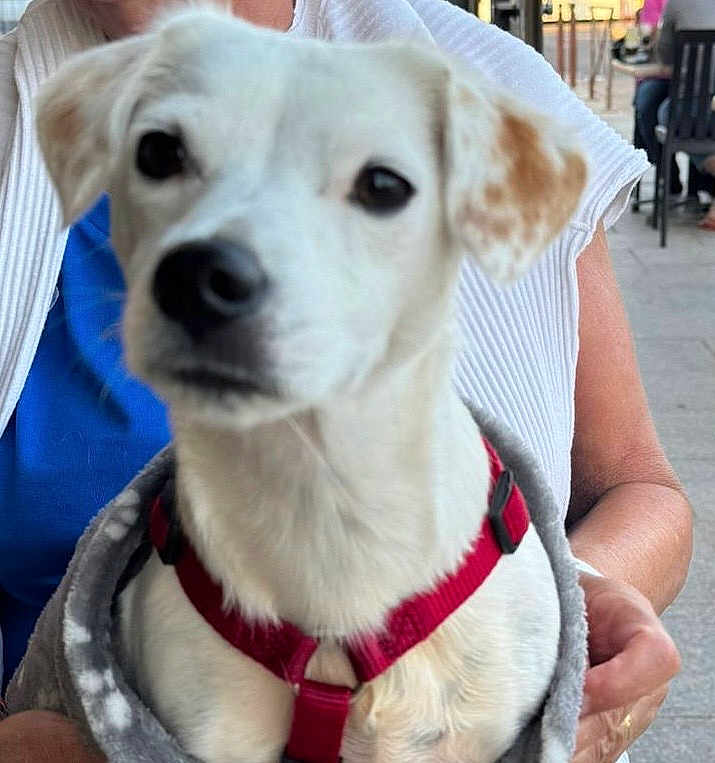 Happy a rejoint le concours — aidez-le/la à gagner de superbes lots ! dog, white_dog, pet, harness, blanket, person, outdoor, close_up, animal, canine, sitting, holding, blurred_face, background, chair, clothing, pavement, daylight, resting, companion
