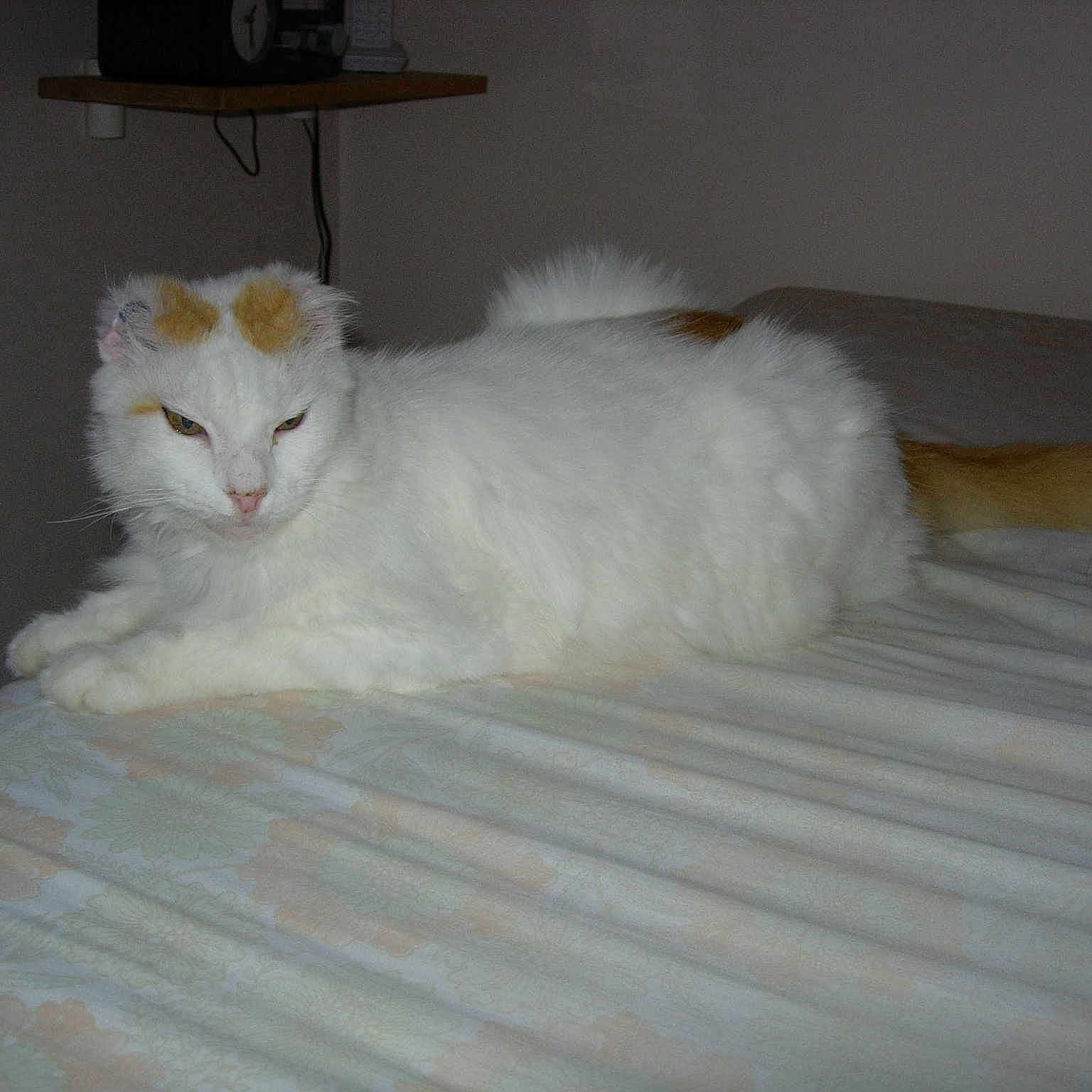 ROXY
