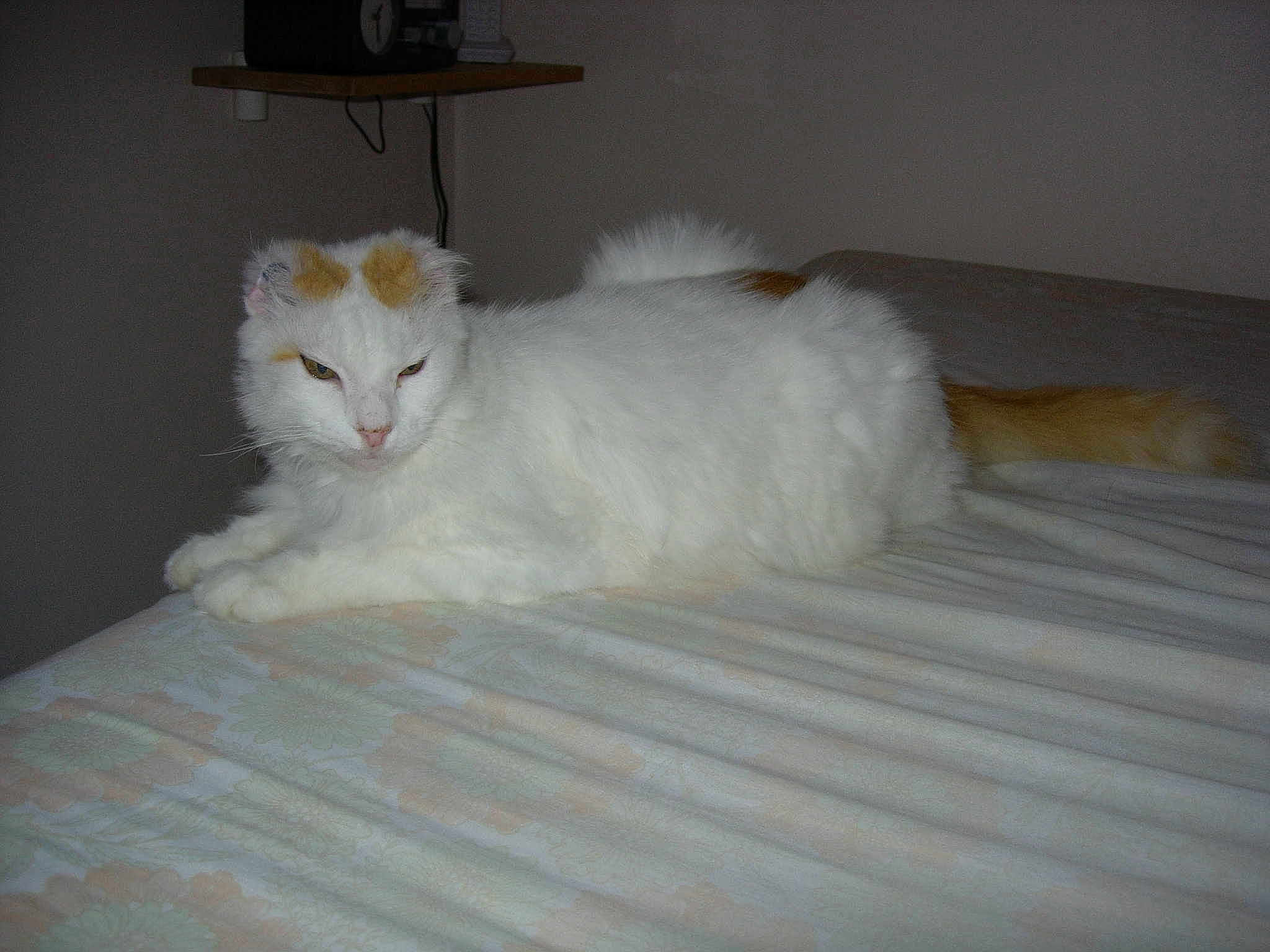 ROXY