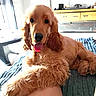 dog, puppy, golden_retriever, fluffy, curly_fur, brown_fur, tongue_out, happy, friendly, portrait, indoors, home, blanket, lap, sitting, lying_down, sunlight, wooden_furniture, window, cute