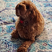 Kiki joined the competition — help win amazing prizes! dog, pet, fluffy, curly_fur, brown_fur, caramel_color, sitting, indoors, bed, quilt, bedding, collar, leash, portrait, close_up, cute, companion_animal, relaxed, textile, home
