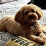 dog, puppy, curly_fur, brown_fur, fluffy, lying_down, bed, bedroom, blanket, pillow, pet, collar, dog_tag, portrait, indoors, cozy, cute, looking_at_camera, patterned_bedding, relaxed