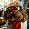 Kiki is registered to the contest to win money with this photo: dog, poodle_mix, fluffy, goggles, snowman_costume, scarf, red_bow, winter, holiday, festive, pet, portrait, indoors, cozy, funny, costume, brown_fur, close_up, sitting, photography