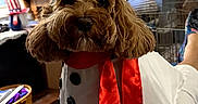 Kiki joined the competition — help win amazing prizes! dog, puppy, small_dog, fluffy, brown_fur, chef_costume, chef_hat, costume, red_scarf, white_outfit, pet, animal, portrait, indoor, living_room, sitting, close_up, cute, funny, grooming