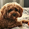 Kiki joined the competition — help win amazing prizes! dog, puppy, fluffy, curly_fur, brown, caramel, pet, animal, portrait, close_up, lying_down, bed, blanket, bedding, patterned, indoors, cozy, soft, adorable, grooming