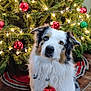 black_fur, brown_fur, christmas_lights, christmas_tree, cute, decorations, dog, festive, fur, green_ornament, holiday, holiday_season, indoor, ornament, pet, red_ornament, sitting, tile_floor, tree_skirt, white_fur