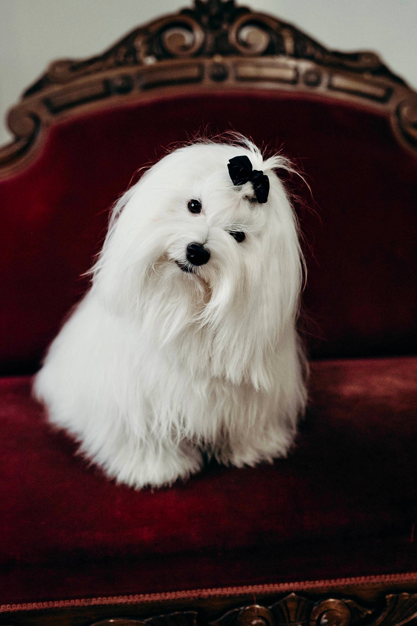 Piper joined the competition — help win amazing prizes! canidae, carnivore, companion_dog, dog, dog_breed, fur, non_sporting_group, small_terrier, snout, terrier, toy_dog, vertebrate, working_animal