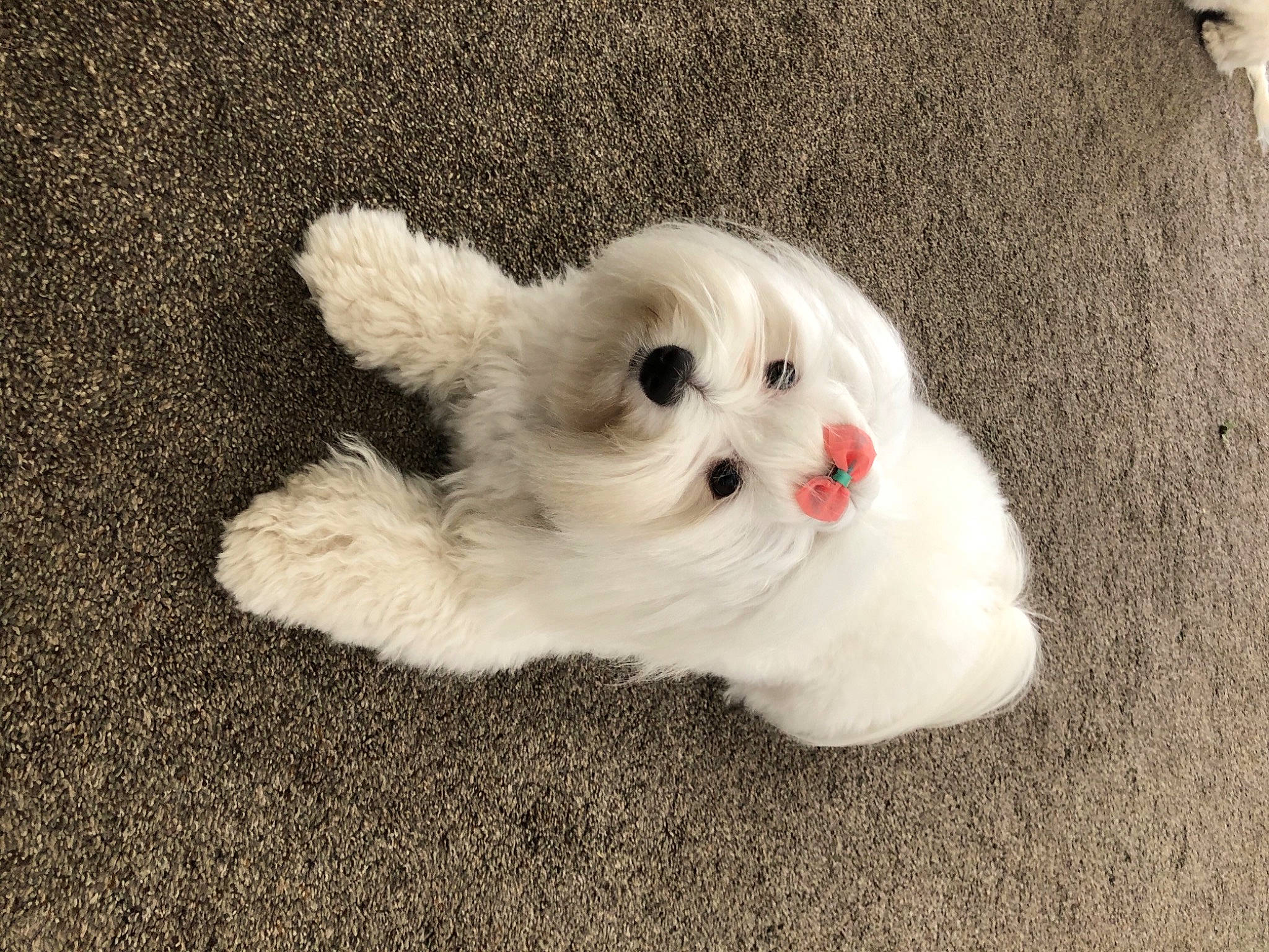 Piper joined the competition — help win amazing prizes! bichon, canidae, carnivore, companion_dog, dog, dog_breed, dog_supply, fur, mal_shi, maltepoo, morkie, non_sporting_group, puppy, small_terrier, snout, stuffed_toy, toy, toy_dog, working_animal