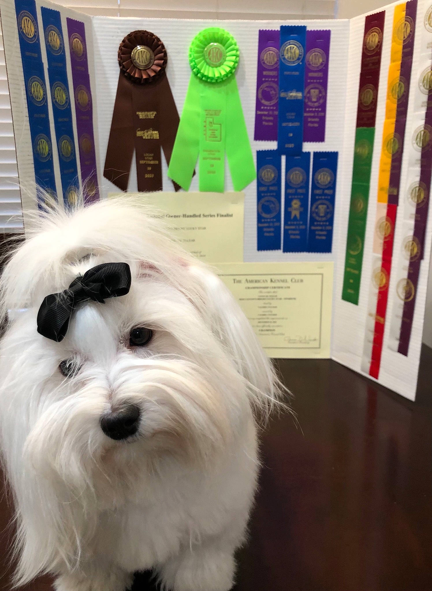 Piper is registered to the contest to win money with this photo: canidae, carnivore, collection, companion_dog, dog, dog_breed, laminate_flooring, lavender, non_sporting_group, paper, paper_product, pekapoo, plastic, small_terrier, snout, terrier, toy_dog, vertebrate, wood_flooring, working_animal