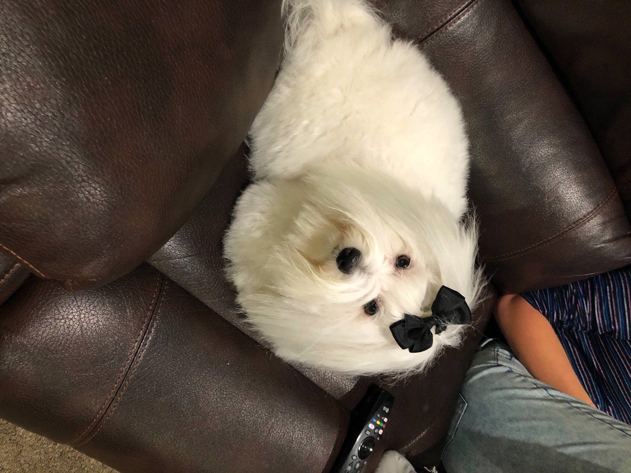 Piper joined the competition — help win amazing prizes! bichon, canidae, carnivore, comfort, companion_dog, couch, dog, dog_breed, leather, non_sporting_group, puppy, snout, soccer_ball, stuffed_toy, toy, toy_dog, vertebrate, working_animal, working_dog