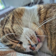 Oxanna a rejoint le concours — aidez-le/la à gagner de superbes lots ! cat, tabby, sleeping, close_up, whiskers, tongue, fur, pet, animal, cozy, indoor, resting, cute, face, muzzle, relaxed, soft, domestic_cat, nap, feline