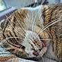 cat, tabby, sleeping, close_up, whiskers, tongue, fur, pet, animal, cozy, indoor, resting, cute, face, muzzle, relaxed, soft, domestic_cat, nap, feline